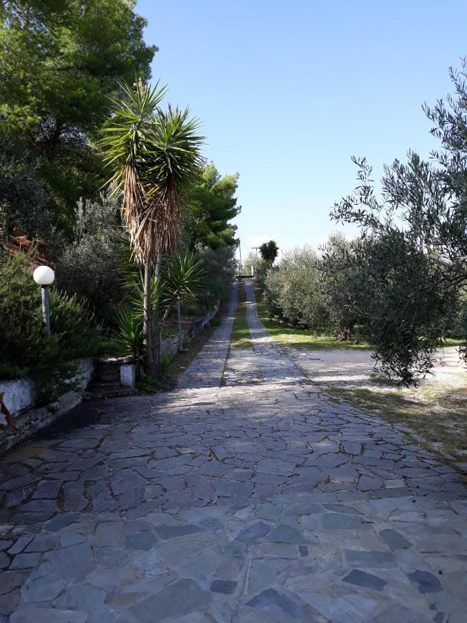 Σπίτι Σε Ελαιώνα, House In An Olive Grove Appartement Ária Buitenkant foto